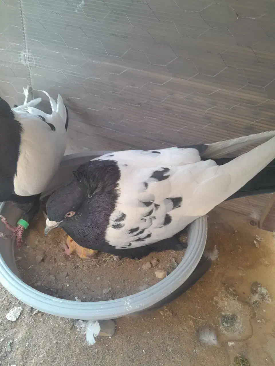 کبوتر سینه ای|پرنده|کاشان, امیرکبیر|دیوار