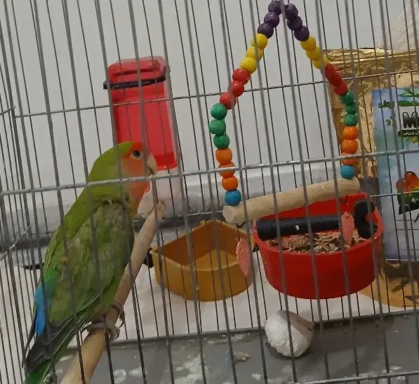 طوطی برزیلی|پرنده|تهران, یاخجی آباد|دیوار