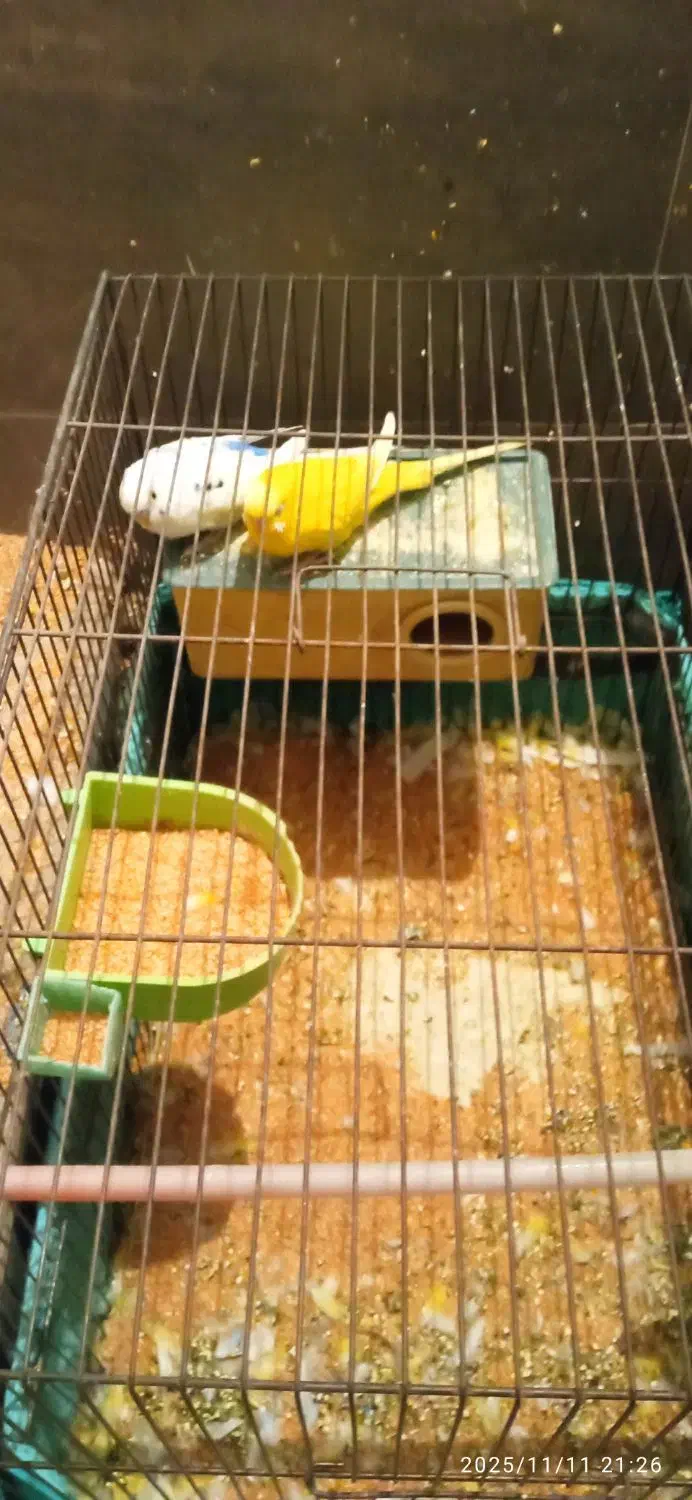 مرغ عشق|پرنده|قزوین, |دیوار