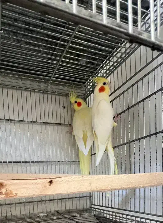 عروس هلندی لوتینو زعفرانی|پرنده|ابهر, |دیوار