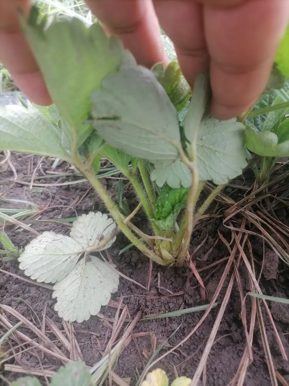 نهال توت فرنگی سابرینا نی 20ت|عمده‌فروشی|دلند, |دیوار