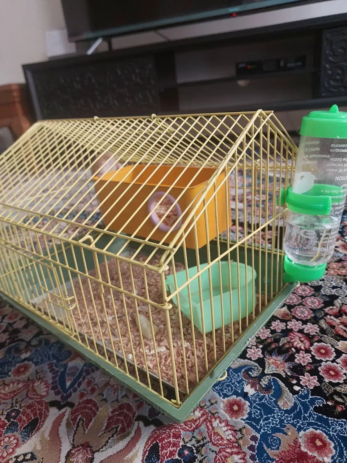 همستر ماده همراه با قفس|موش و خرگوش|فردیس, سرحدی|دیوار