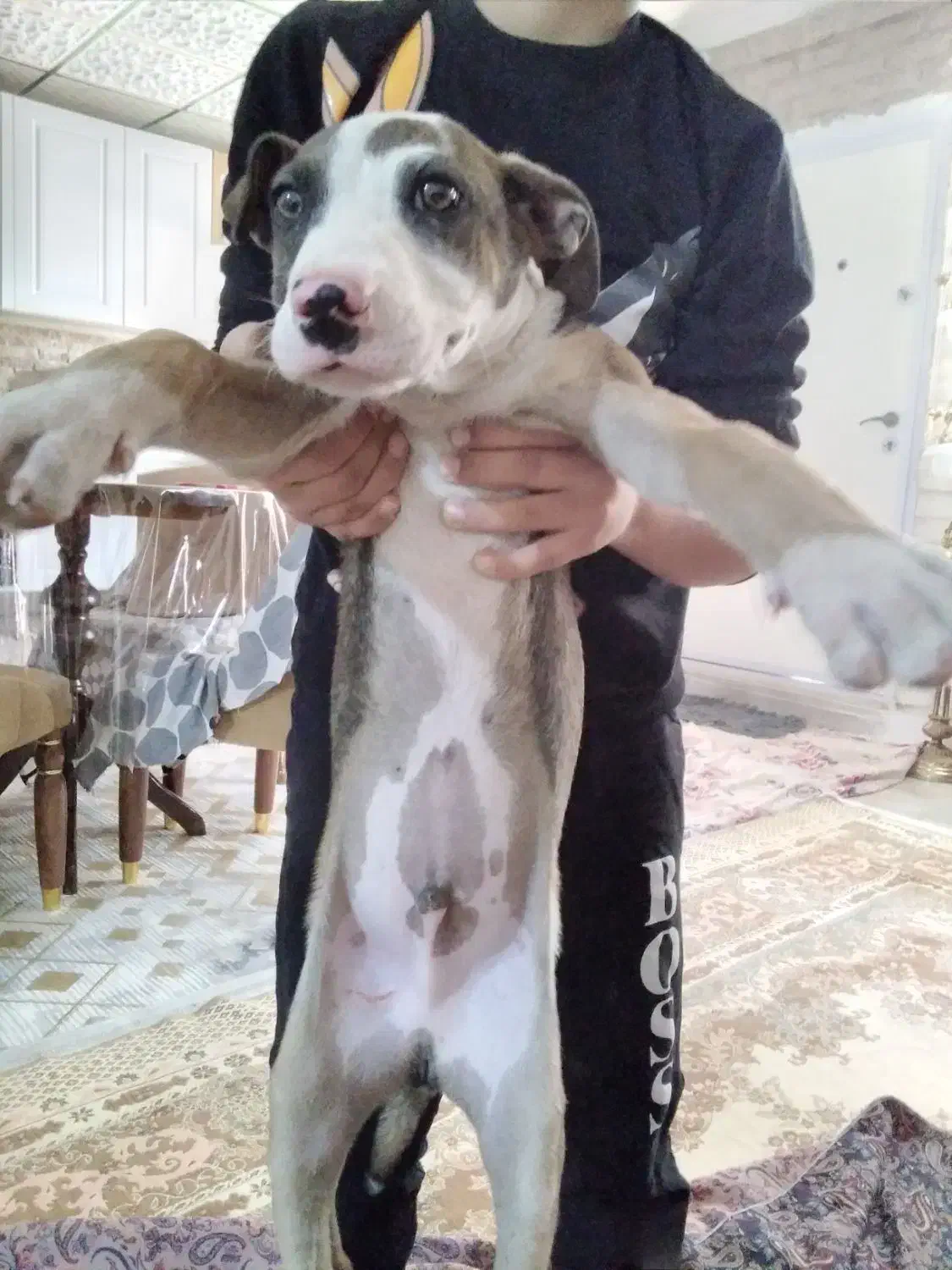 پیتبول ۳ ماهه|سگ|صباشهر, |دیوار