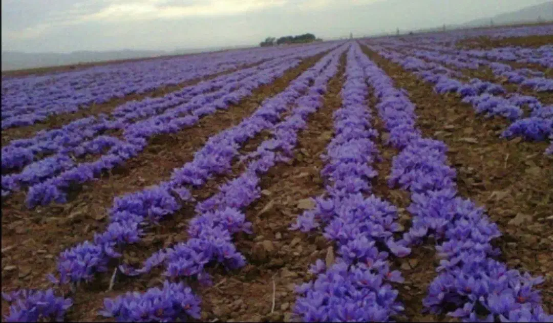 فروش گل زعفران|عمدهفروشی|تربتحیدریه, ترمینال|دیوار