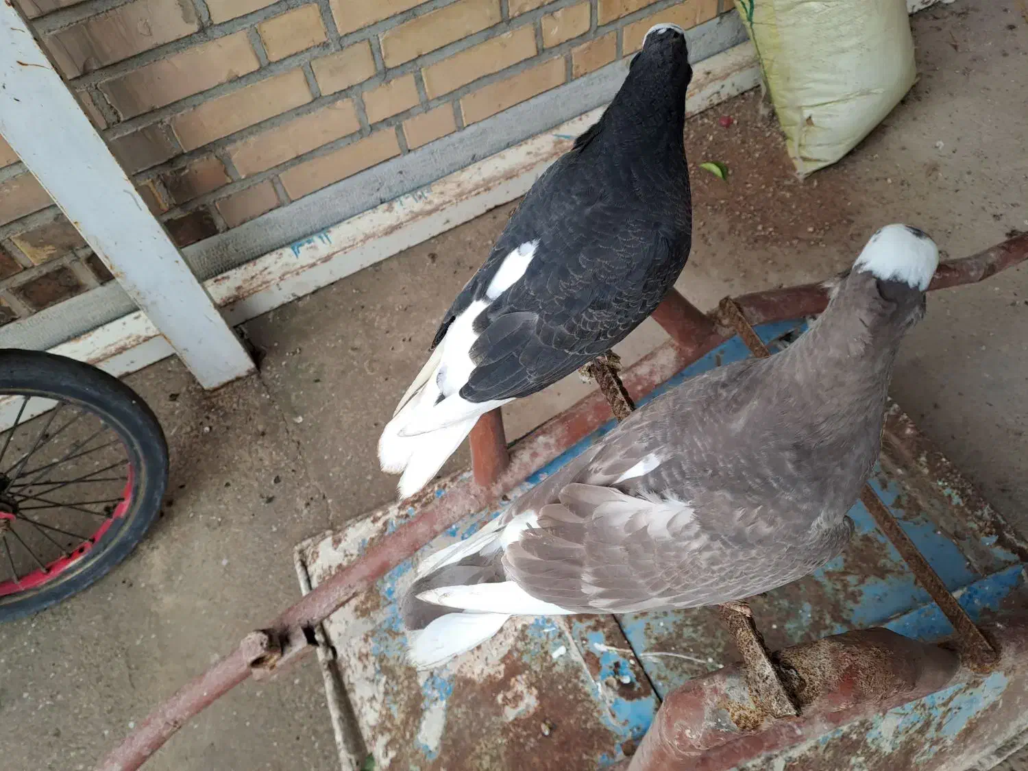 کبوتر|پرنده|گتوند, |دیوار