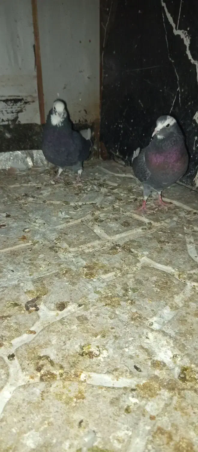 کبوتر سبز ابلق|پرنده|کهریزک, |دیوار