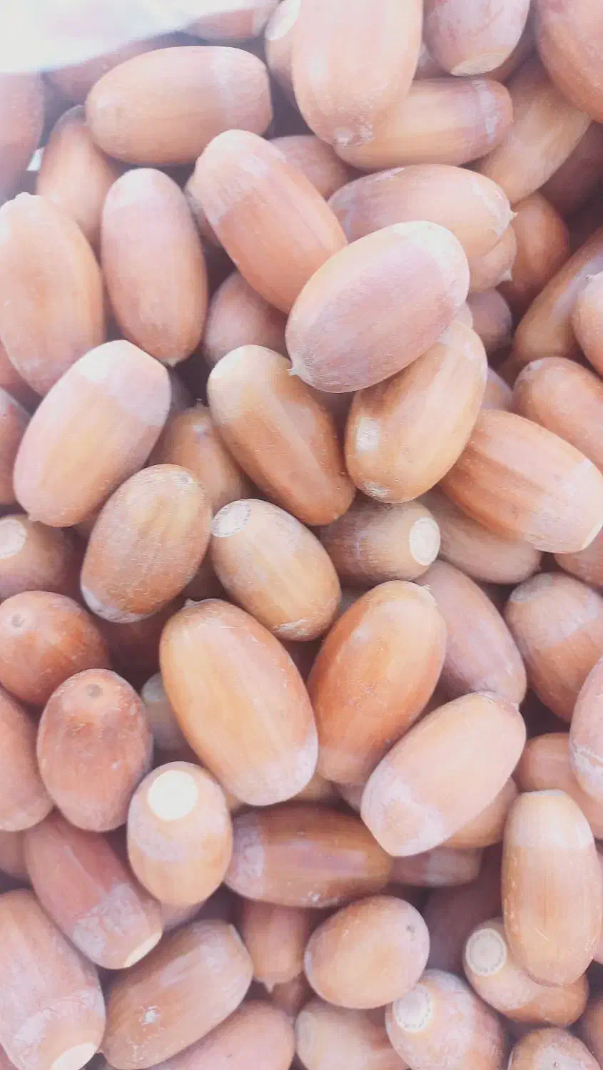 بلوط شیرین|خوردنی و آشامیدنی|ایلخچی, |دیوار