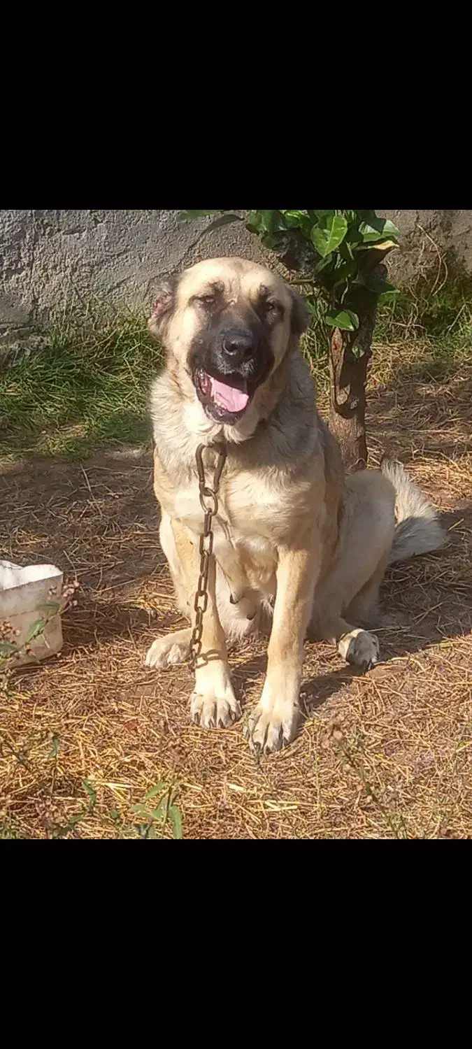 واگذاری ماده سرابی|سگ|عباس‌آباد, |دیوار