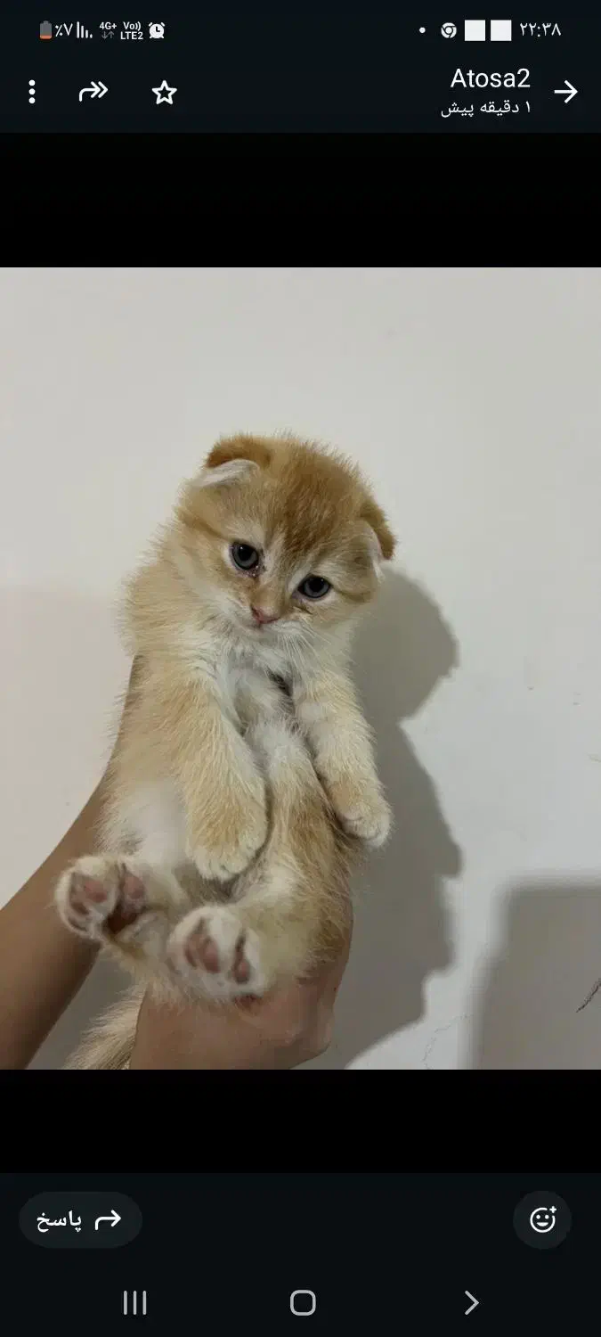 واگذاری بچه گربه اسکاتیش|گربه|کاشان, امیرکبیر|دیوار