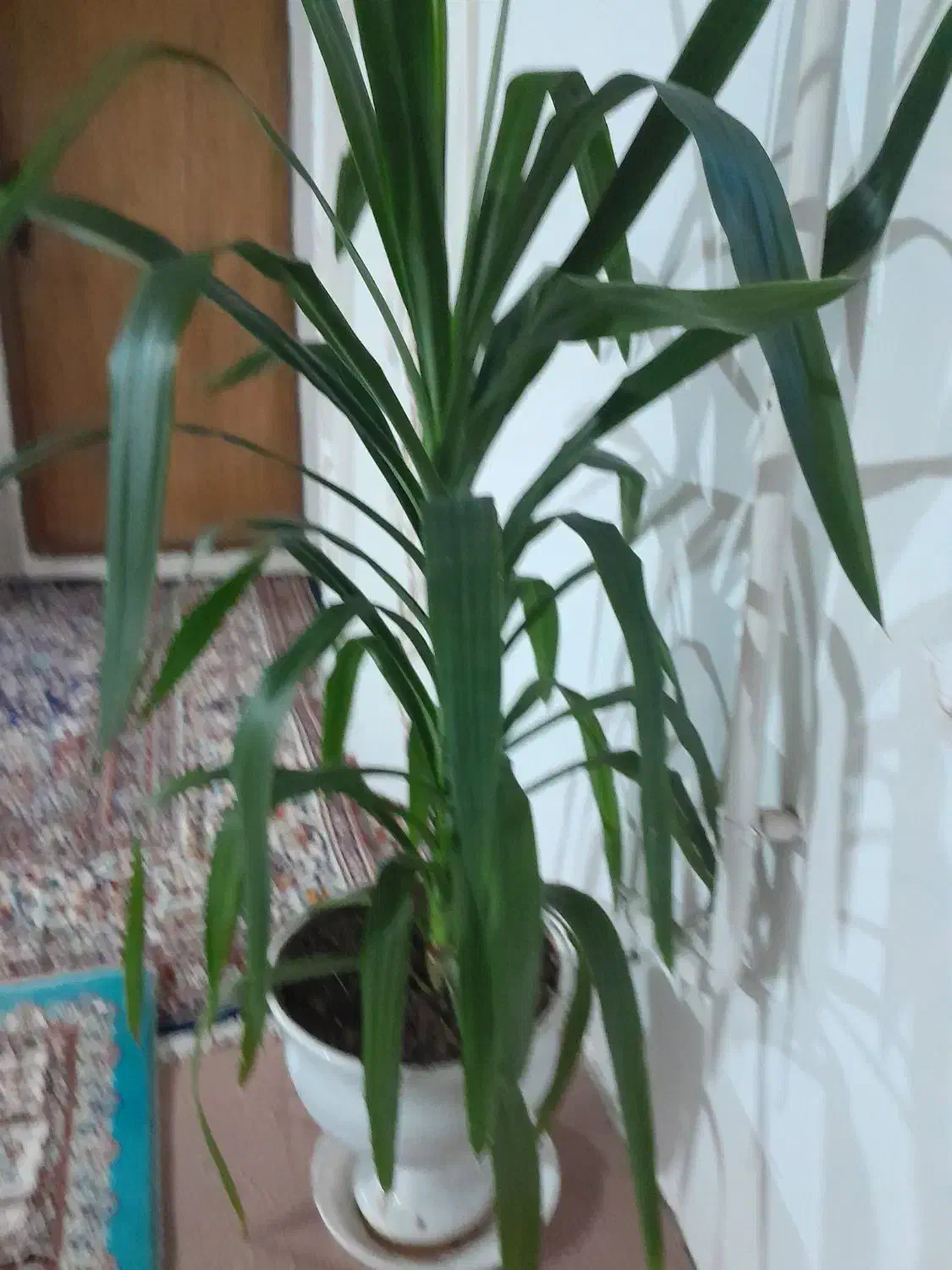 نخل یوکا حدود یک متر|گل و گیاه طبیعی|گهواره, |دیوار