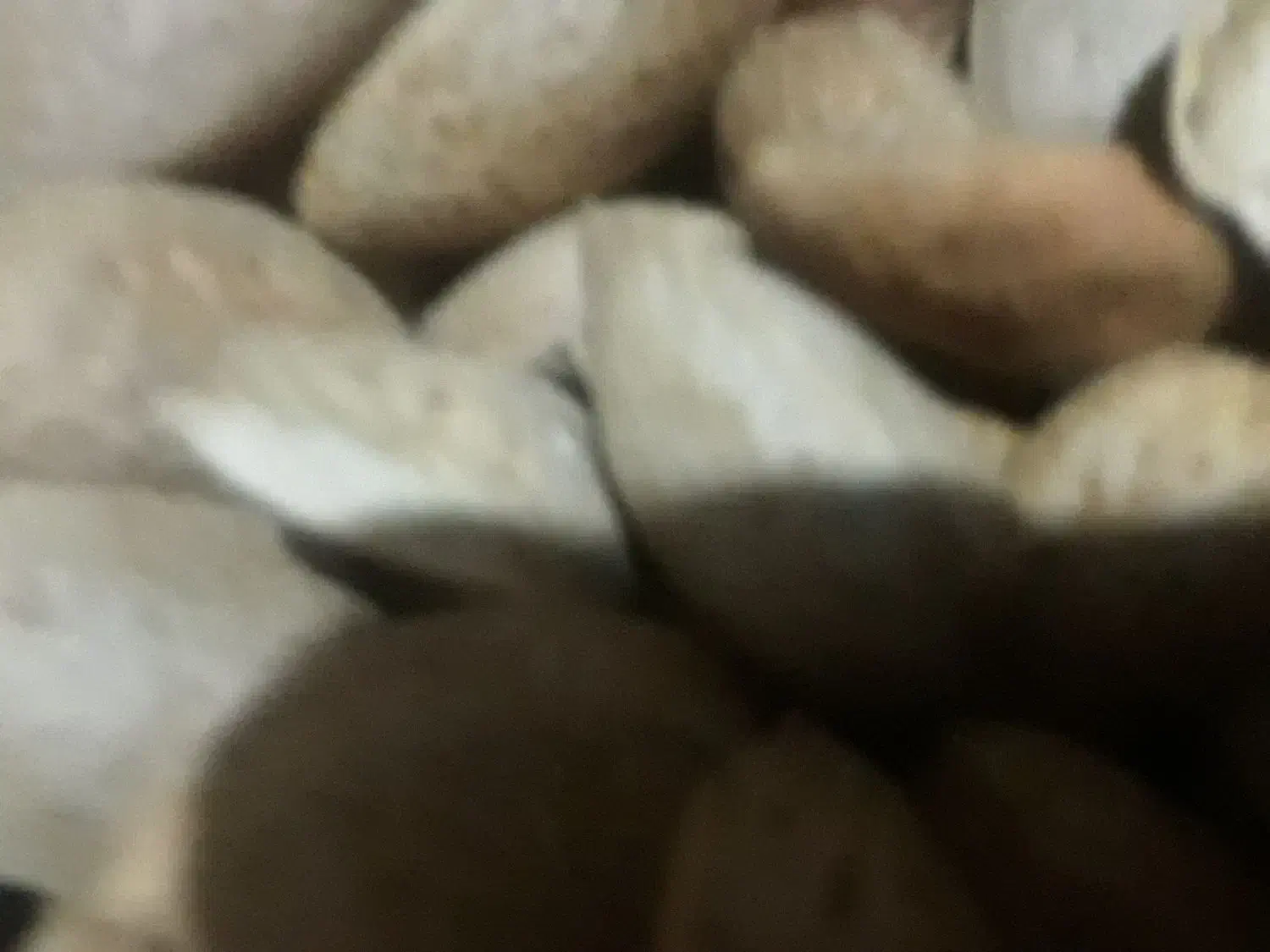 بادام سنگی شیرین|خوردنی و آشامیدنی|ایلخچی, |دیوار