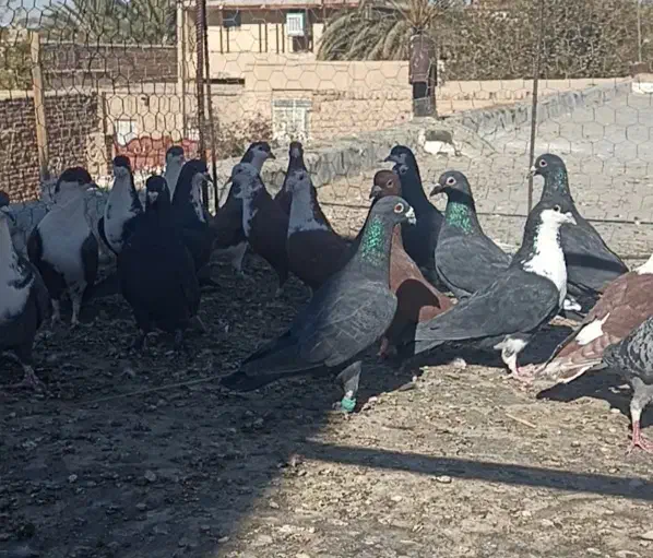 کبوتر تیپ نقش خاش|پرنده|سراوان, |دیوار