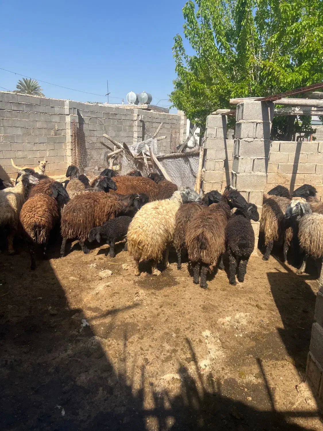 میش|حیوانات مزرعه|فسا, |دیوار