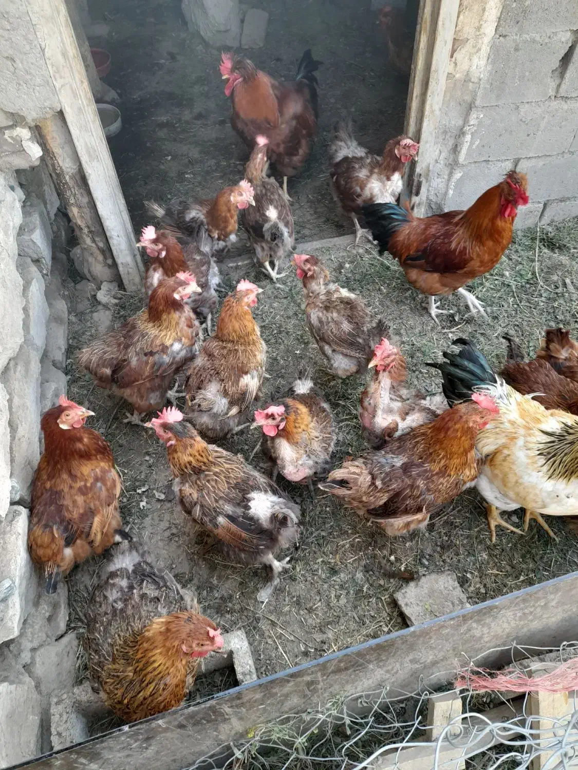 فروش مرغ تخم گذار|حیوانات مزرعه|نقده, |دیوار