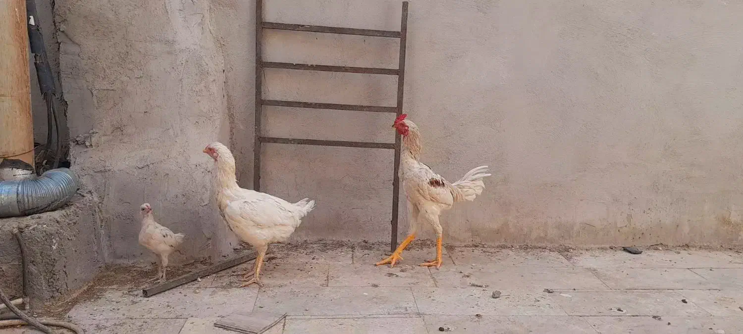 فروش یک جفت مرغ و خروس لاری|پرنده|قم, کلهری|دیوار