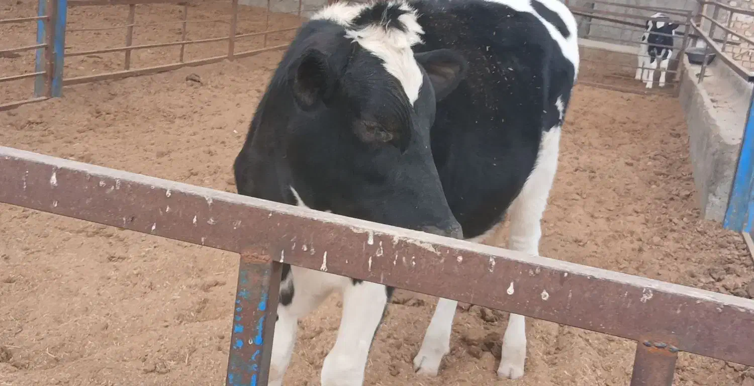 تلیسه پای کل|حیوانات مزرعه|کاشان, دشت لتحر|دیوار