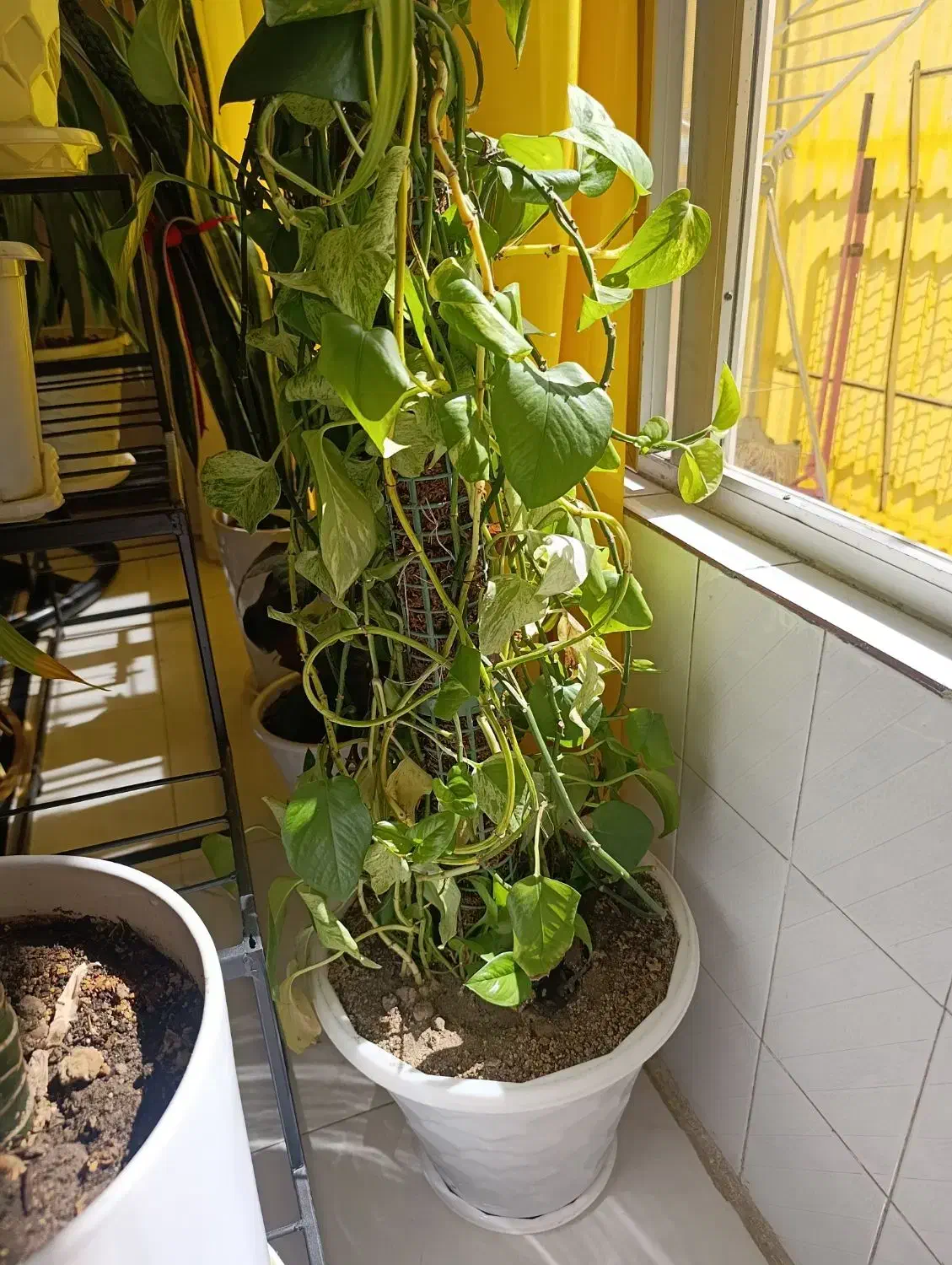 گل طبیعی|گل و گیاه طبیعی|مبارکه, |دیوار