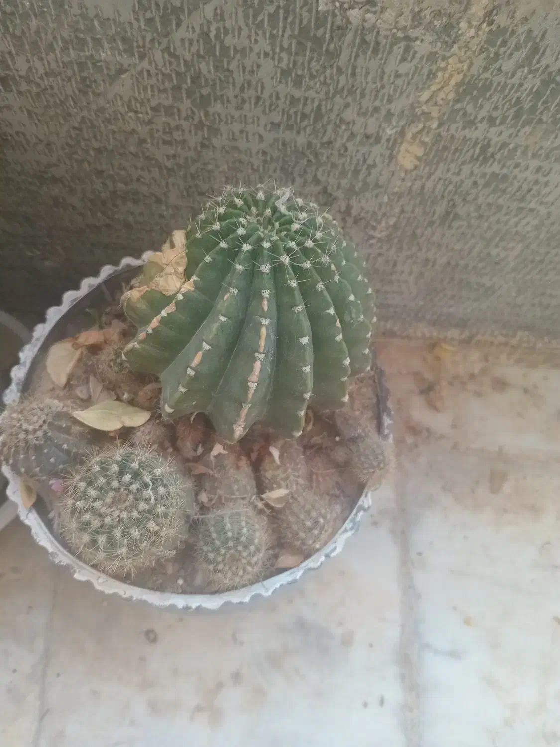 کاکتوس|گل و گیاه طبیعی|شاهرود, |دیوار