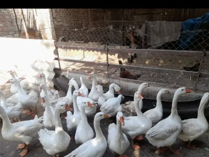 غوغاز|حیوانات مزرعه|گرگان, |دیوار