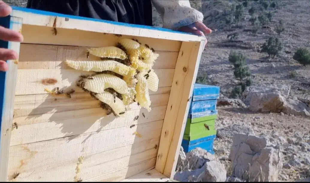 عسل|خوردنی و آشامیدنی|اهواز, کوی طلاب|دیوار