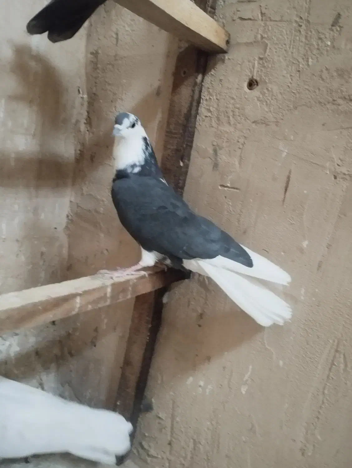 کبوتر پرشی|پرنده|معصومیه, |دیوار