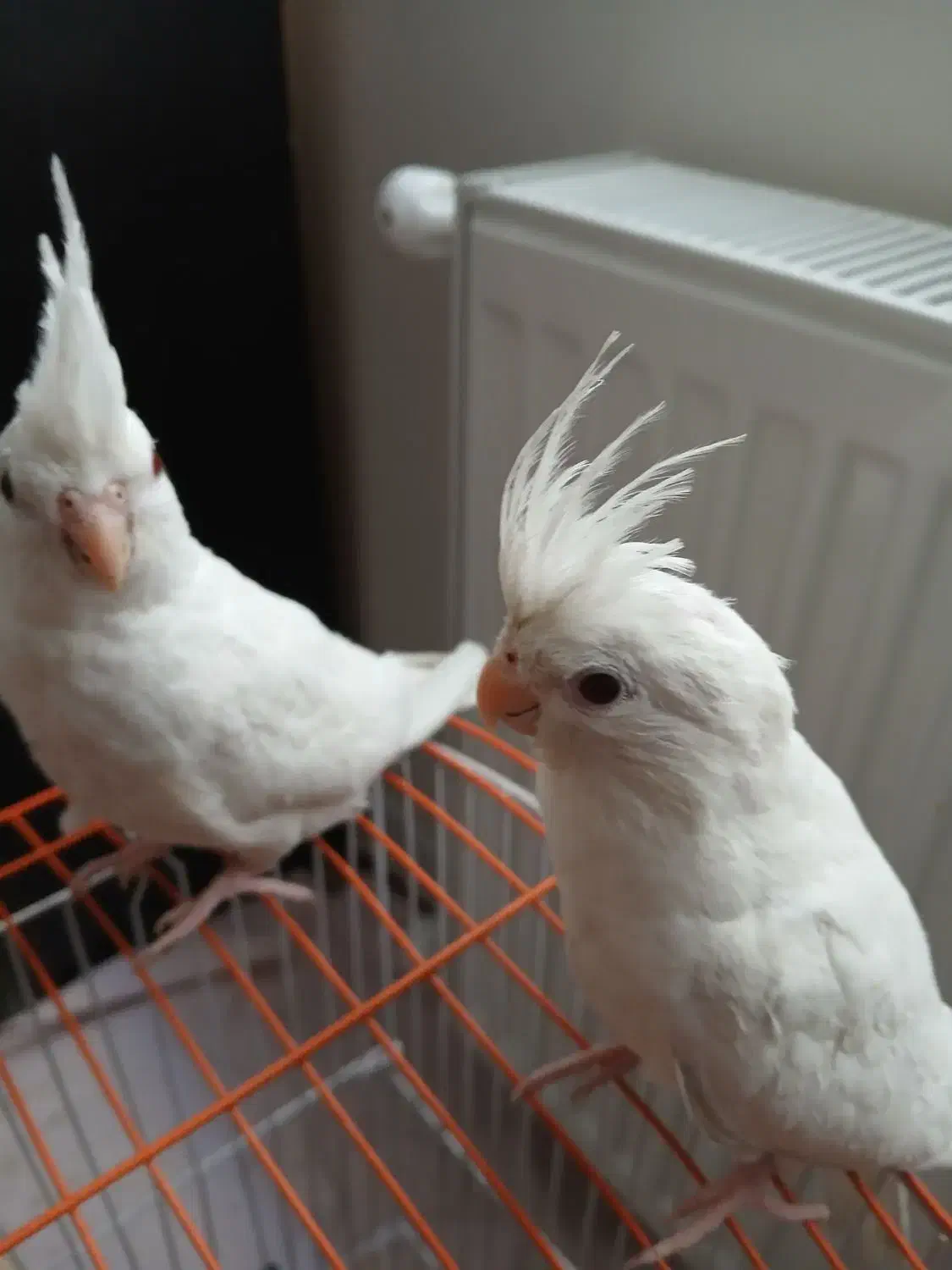 عروس هلندی البینو نر و ماده زیر قیمت|پرنده|تهران, منیریه|دیوار