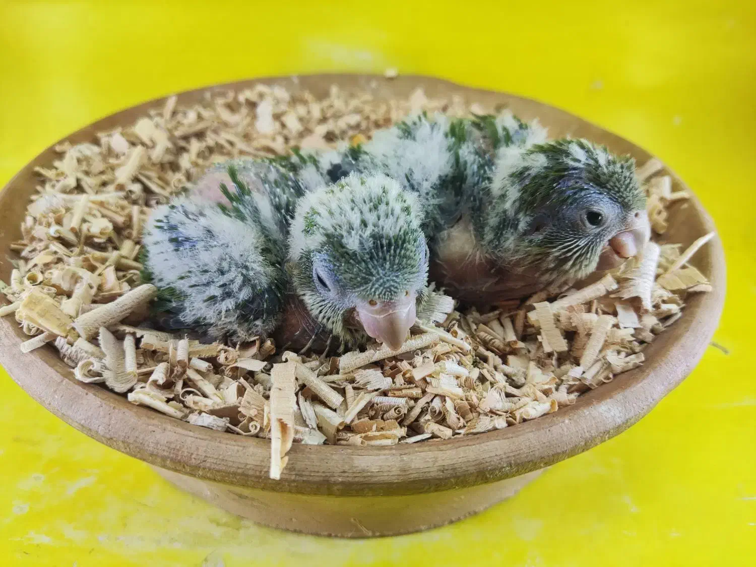 جوجه راهب سبز سرلاکی|پرنده|قم, شهرک قدس|دیوار