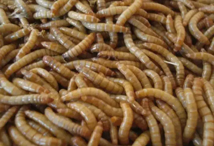 کرم میلورم / خشک و زنده|خزنده|ری, علایین|دیوار