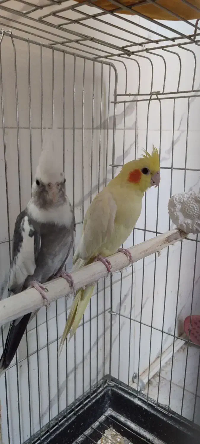 عروس هلندی مولد  سرحال|پرنده|زابل, |دیوار