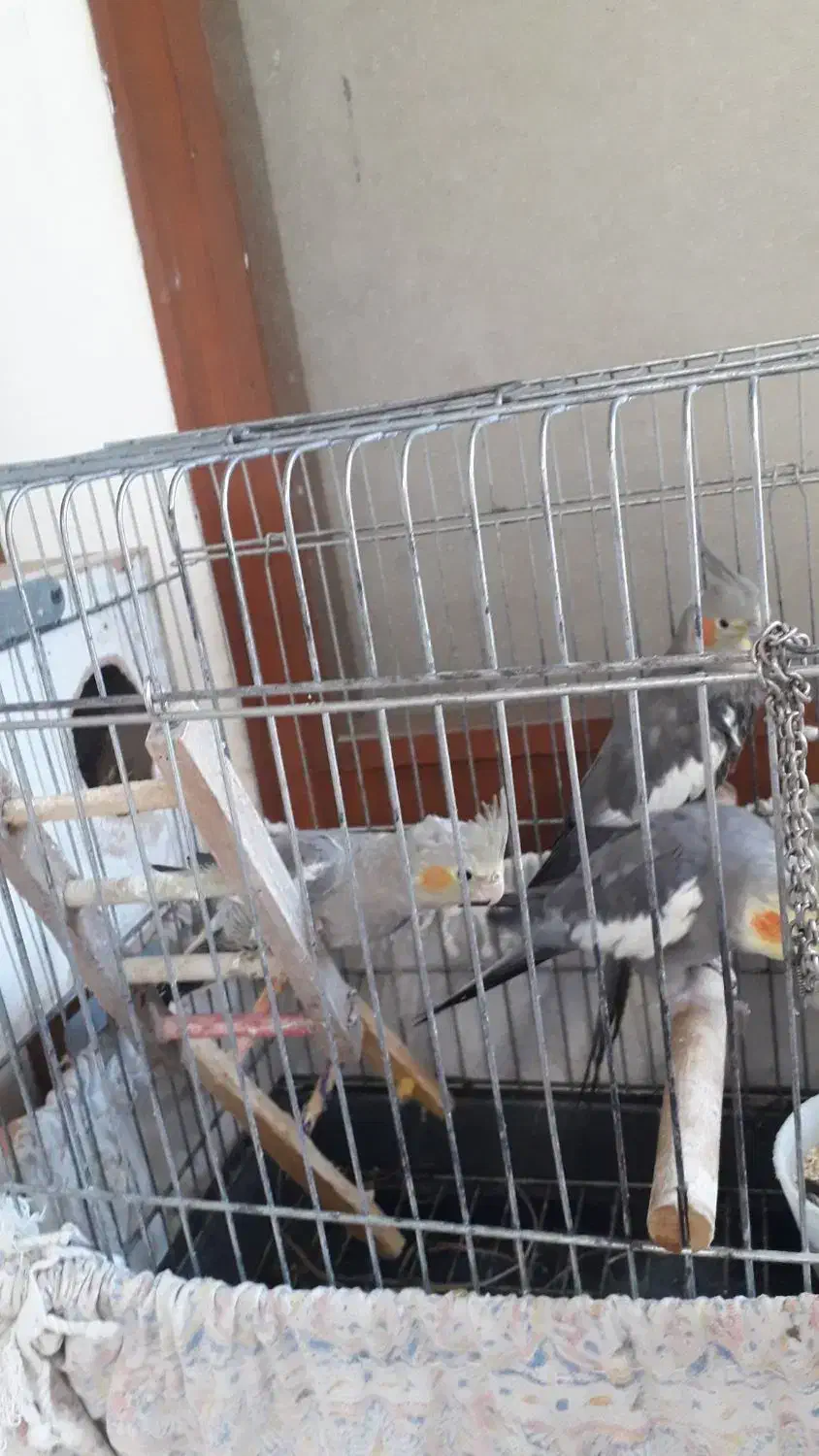 جفت عروس هلندی|پرنده|بابلسر, |دیوار