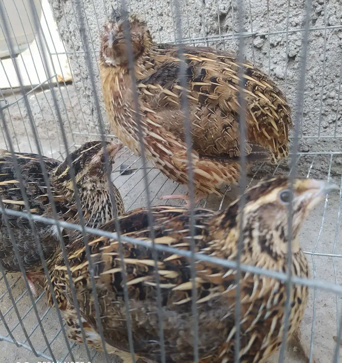 بلدرچین|حیوانات مزرعه|مسجد سلیمان, |دیوار