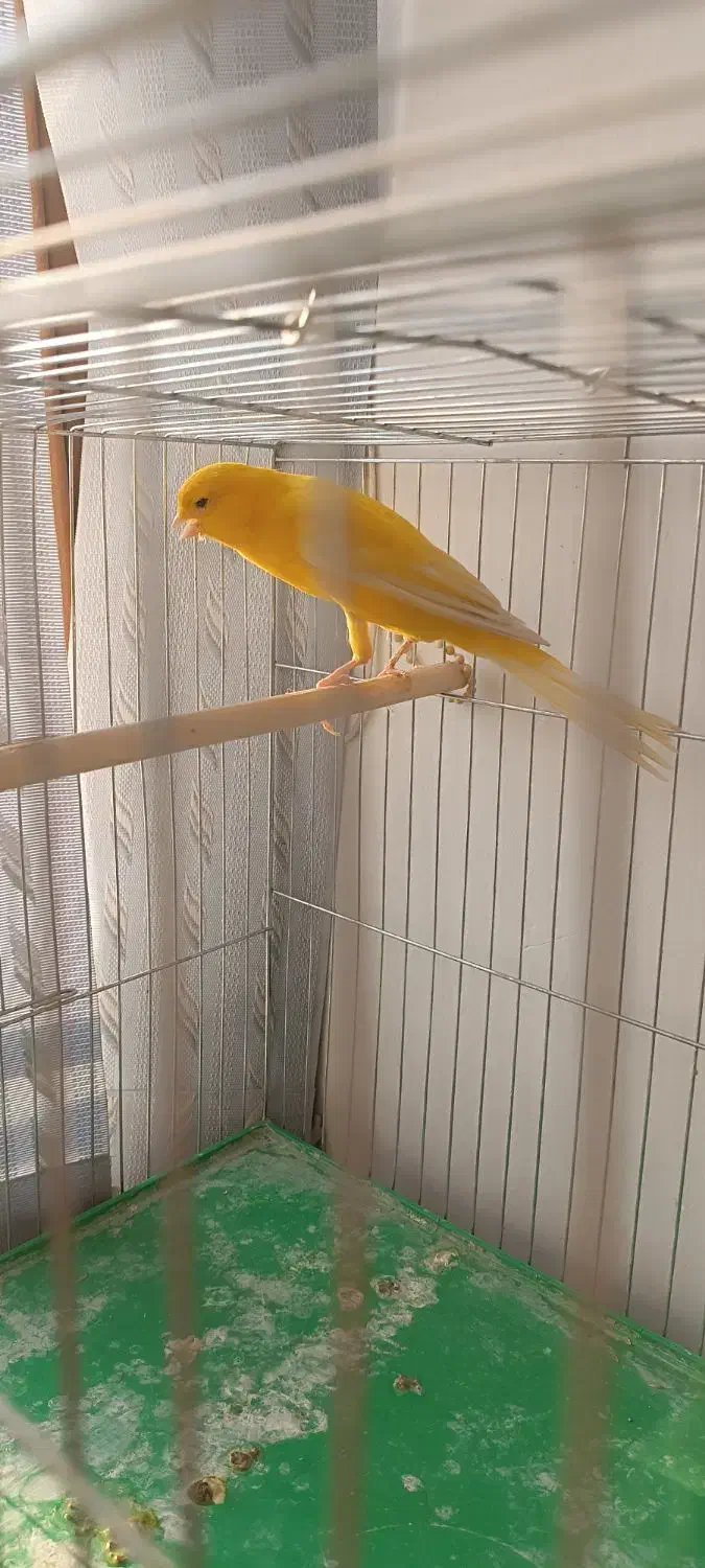 قناری|پرنده|اصفهان, دوطفلان|دیوار