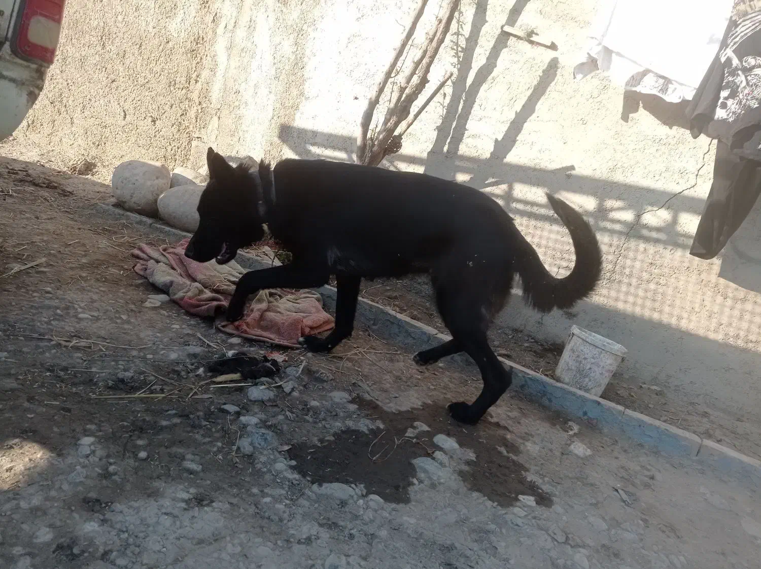 ژرمن بلک|سگ|گنبد کاووس, |دیوار