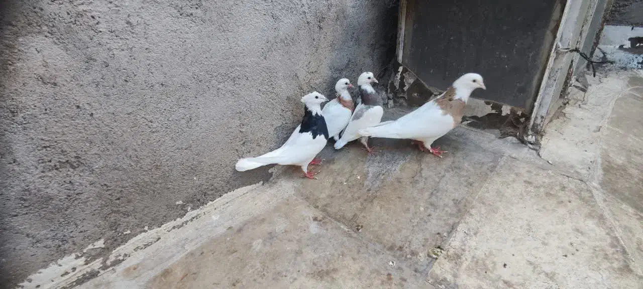 جفت طوقی با دوتا جوجه|پرنده|قم, شهرک توانیر|دیوار