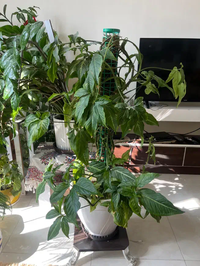 گل های شاداب|گل و گیاه طبیعی|شیراز, لاله|دیوار