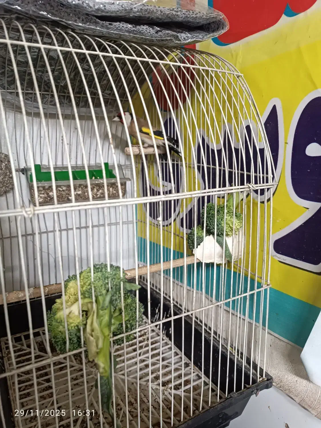 سهره زیبا|پرنده|قم, نیروگاه|دیوار