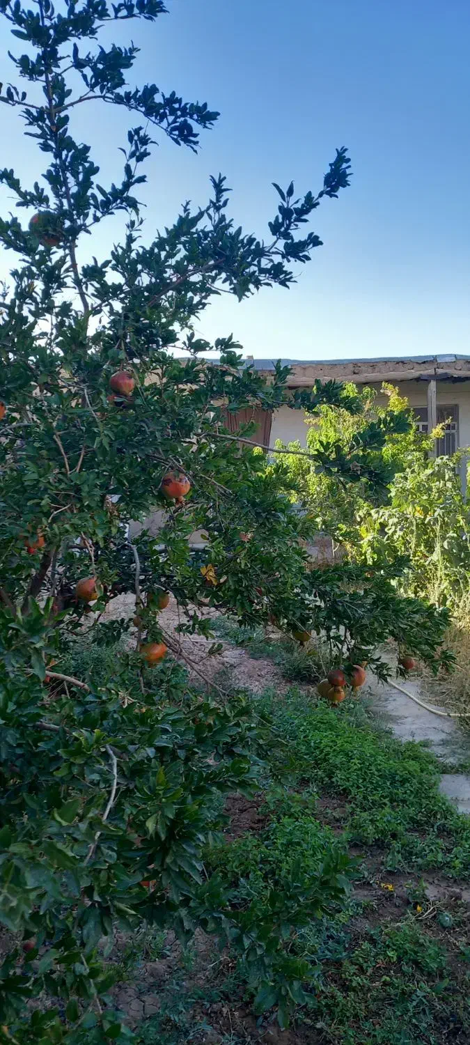 خونه‌باغ‌ویلایی|فروش خانه و ویلا|دشتابی, |دیوار