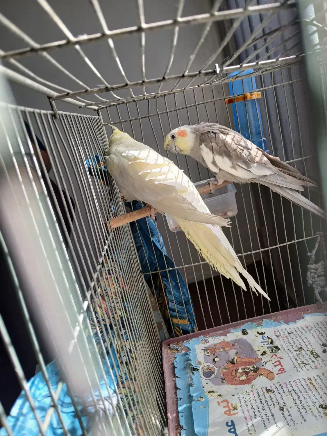 فروش عروس هلندی|پرنده|کاشان, طالقانی|دیوار