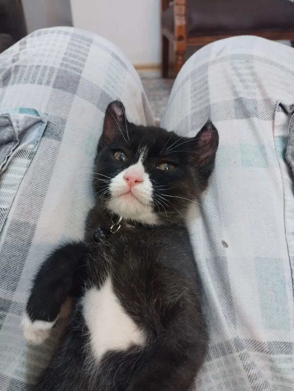 بچه گربه ۲ ماهه|گربه|کرمان, |دیوار