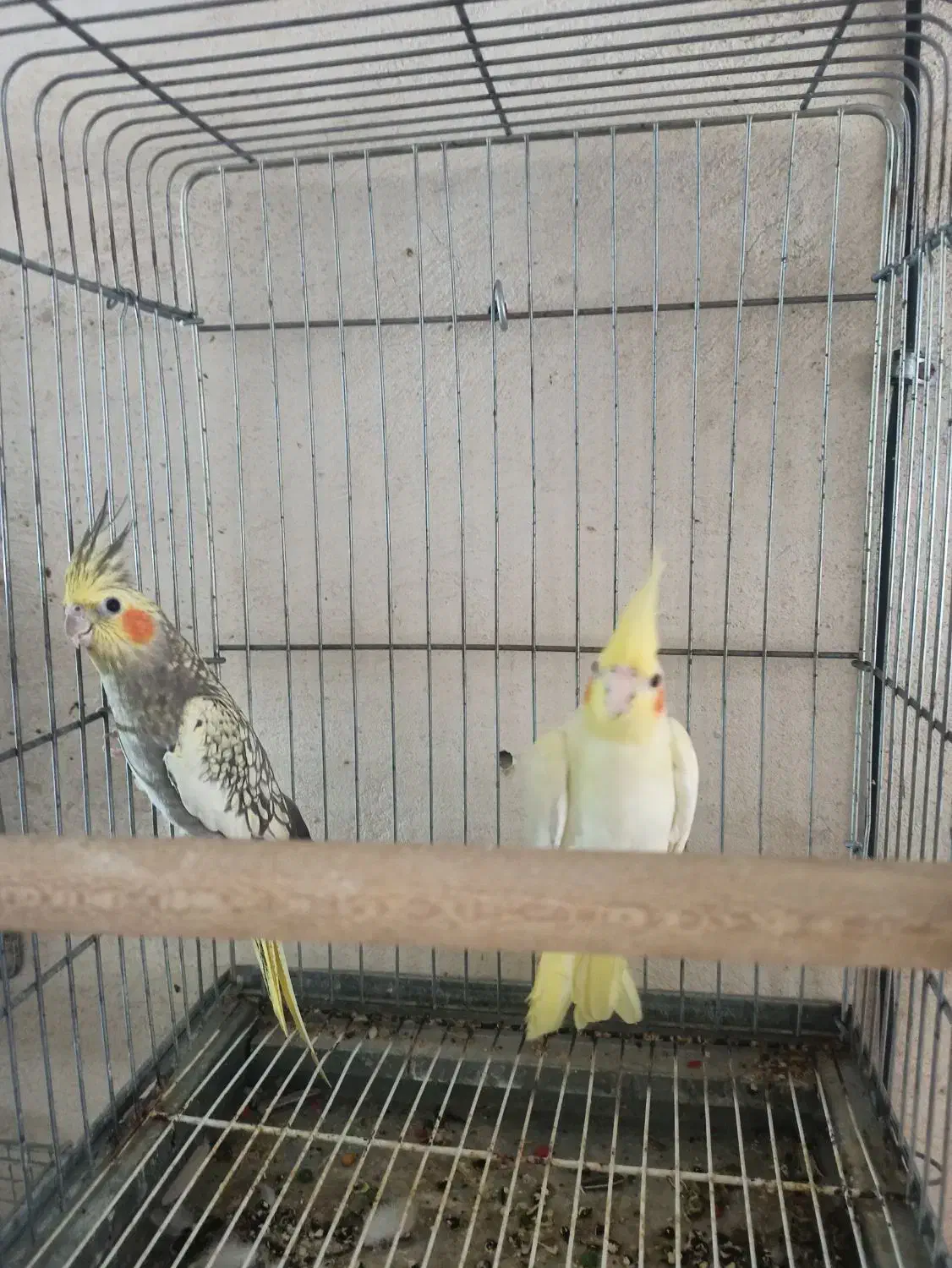 جفت عروس هلندی|پرنده|برازجان, |دیوار