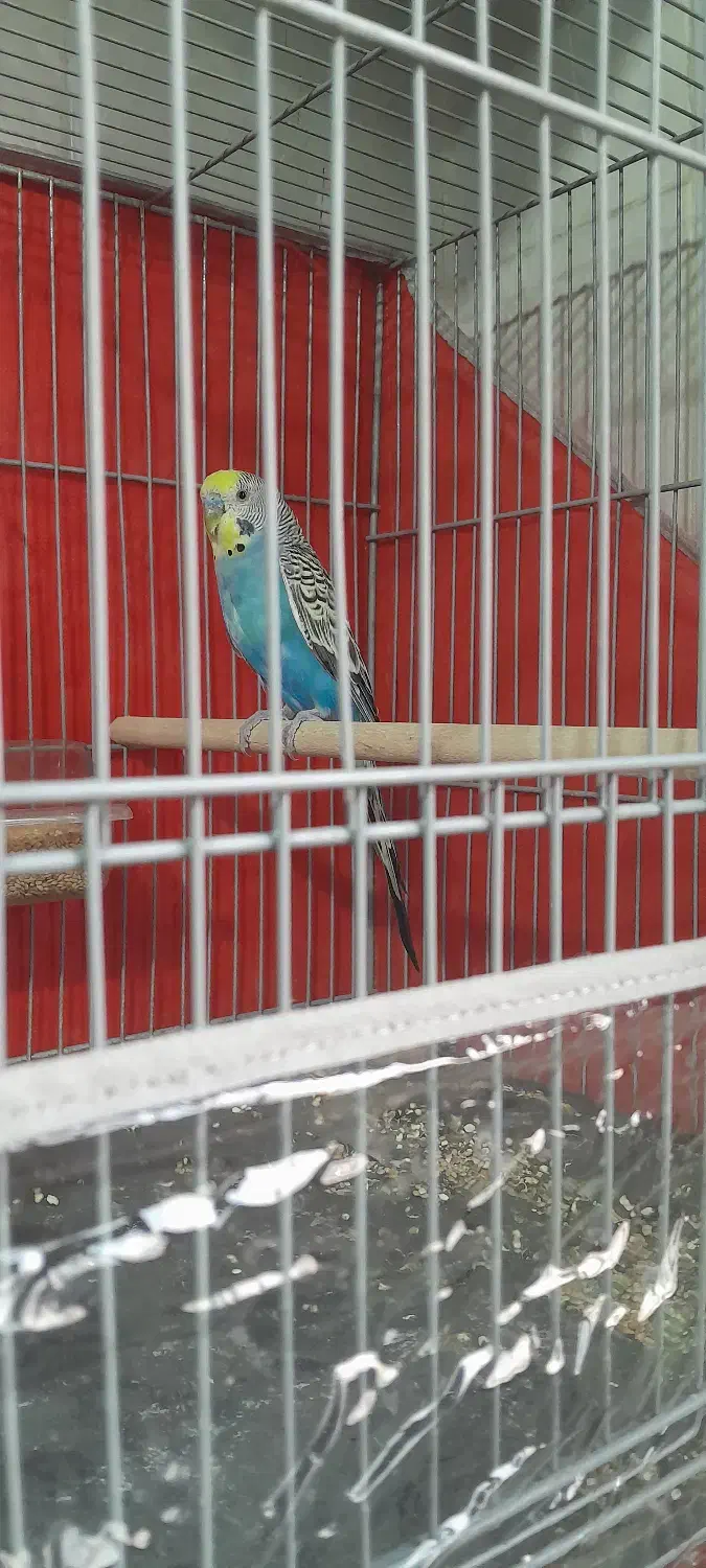 مرغ عشق و فنچ|پرنده|کرمان, |دیوار