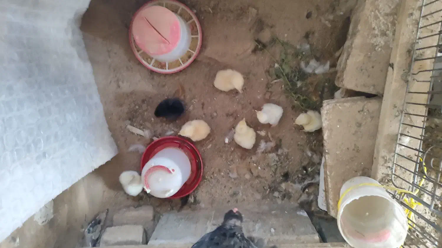 جوجه برهما|حیوانات مزرعه|شیراز, شهرک ترکان|دیوار