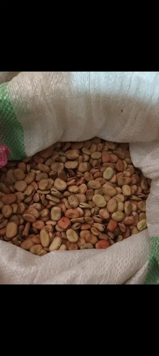 باقلا تمیز خوش پخت و بذری ۷ بند|خوردنی و آشامیدنی|بهشهر, |دیوار