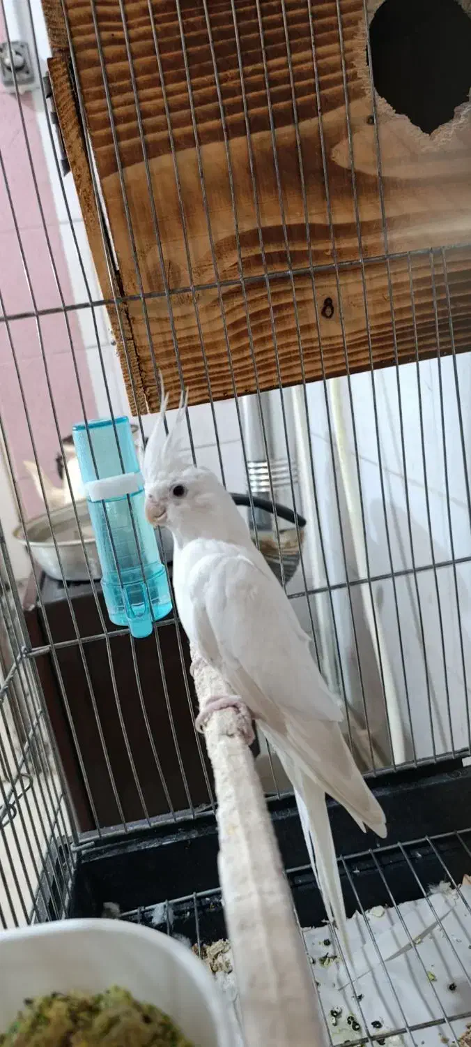 عروس هلندی ماده آلبینو مست و آماده نیمه رام طوطی|پرنده|سنندج, |دیوار