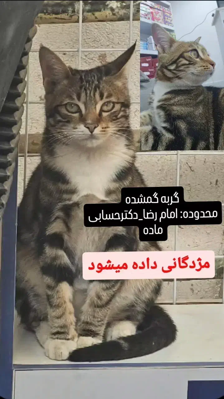 گمشده|حیوانات|اسفراین, |دیوار