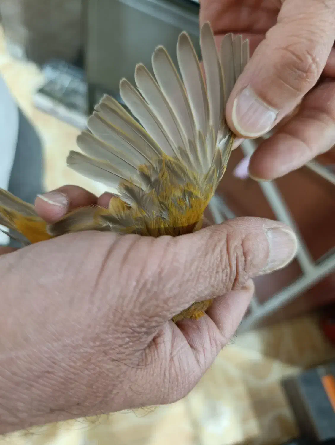 قناری شتر ماده|پرنده|مرودشت, بهارستان|دیوار