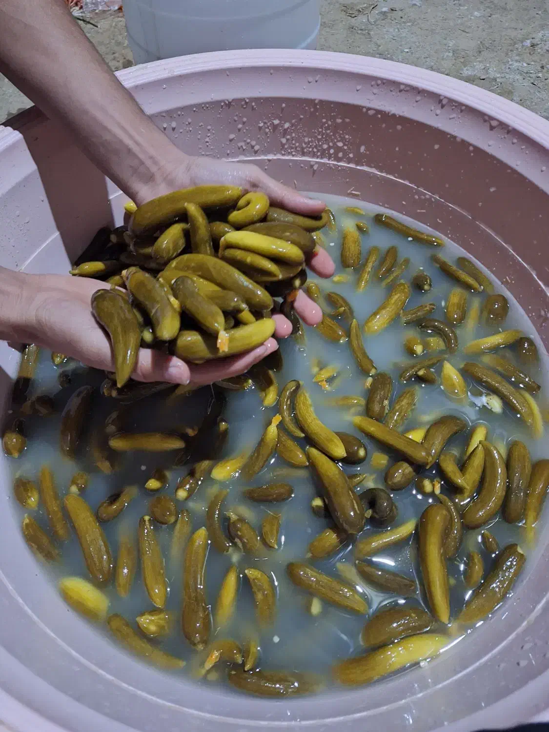 خیارشور خوشمزه وخوشطعم ممتاز،نول و سوپر ویژه|خوردنی و آشامیدنی|شیرینسو, |دیوار