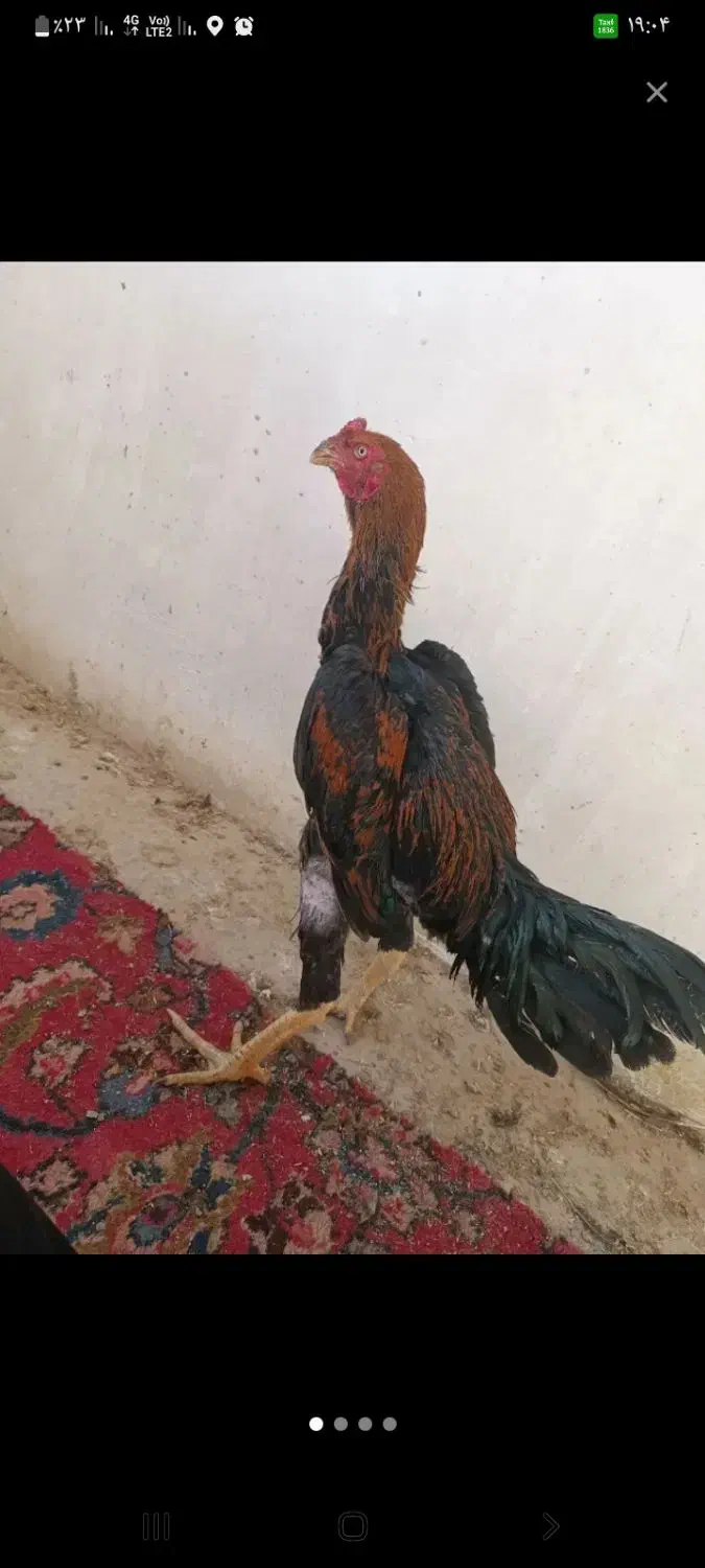 خرید وفروش|حیوانات مزرعه|کاشمر, |دیوار