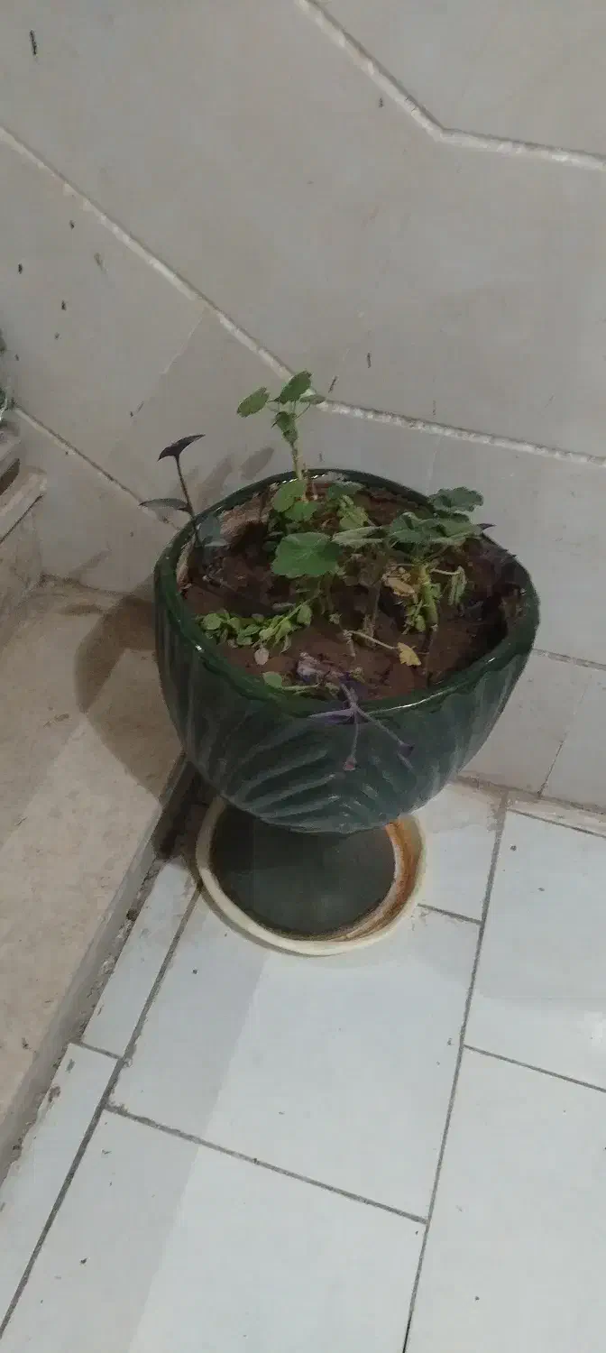 12 عدد گلدان همراه با گیاه|گل و گیاه طبیعی|محمدیه-قزوین, |دیوار