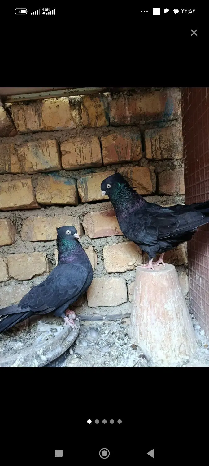 زاغ|پرنده|اصفهان, بهارستان|دیوار